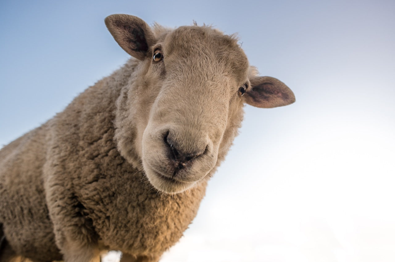 welsh sheep wales roads